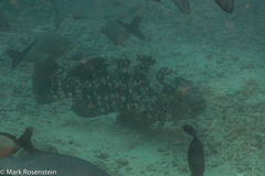 Epinephelus malabaricus