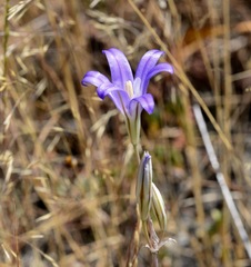 Brodiaea elegans elegans