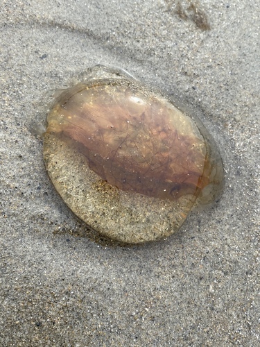 Atlantic Lion's Mane Jelly photographed in New Hampshire