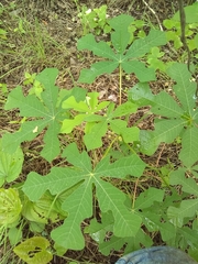 Manihot chlorosticta