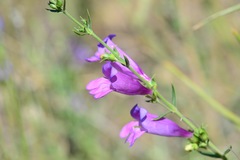 Penstemon heterophyllus