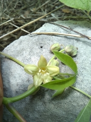 Manihot chlorosticta