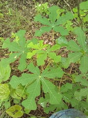 Manihot chlorosticta