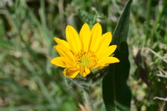Wyethia glabra
