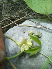 Manihot chlorosticta