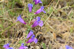 Penstemon heterophyllus