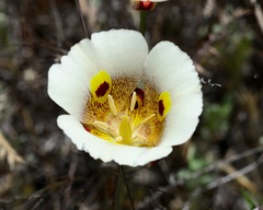 Calochortus superbus