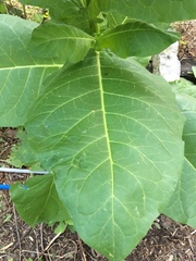 Nicotiana alata