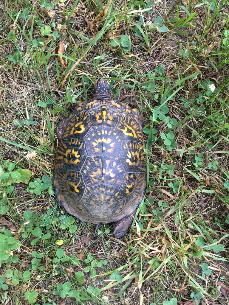 Eastern Box Turtle in June 2020 by belladf · iNaturalist