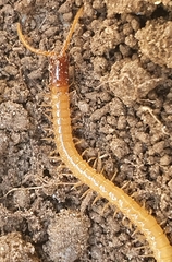 Geophilus flavus