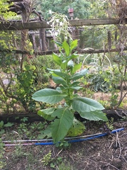 Nicotiana alata
