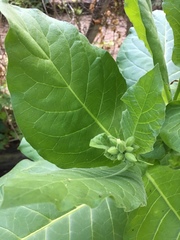 Nicotiana alata