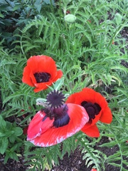 Papaver orientale