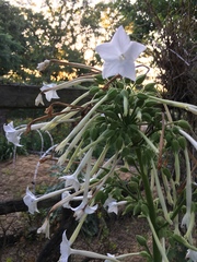 Nicotiana alata