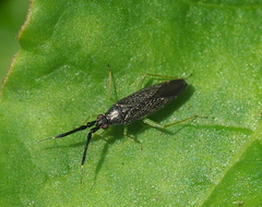 Heterotoma planicornis