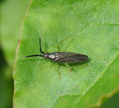 Heterotoma planicornis