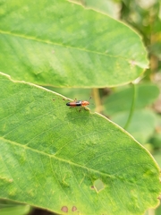 Dasydactylus sellatus