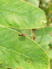 Dasydactylus sellatus