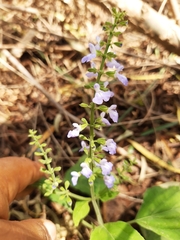 Salvia languidula