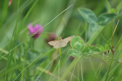 Idaea macilentaria