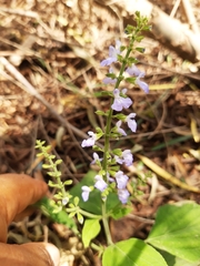 Salvia languidula