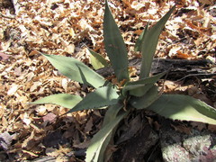 Agave shrevei