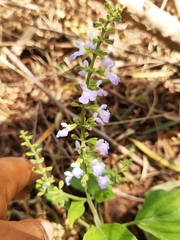 Salvia languidula