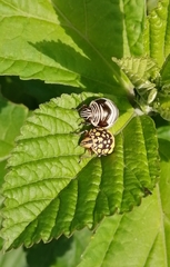 Orsilochides scurrilis