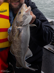 Gadus macrocephalus
