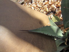 Agave shrevei