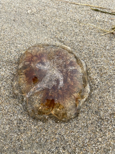 Atlantic Lion's Mane Jelly photographed in New Hampshire