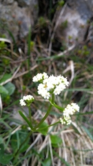 Valeriana saxatilis