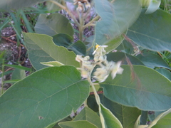 Solanum erianthum