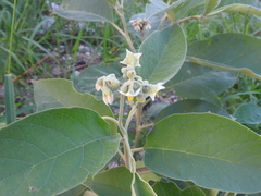 Solanum erianthum