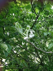 Podosphaera leucotricha