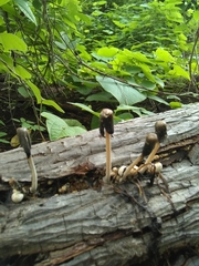 Coprinopsis