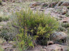 Acanthostyles buniifolius