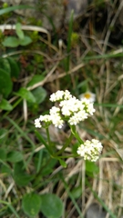 Valeriana saxatilis