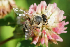 Apis mellifera