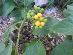 Solanum erianthum
