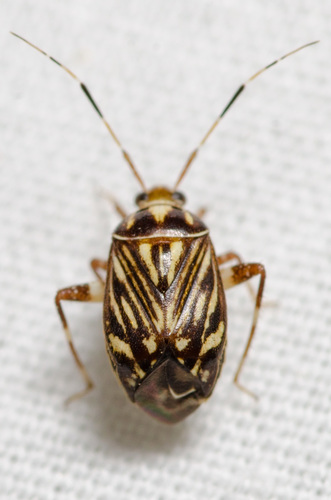 Taedia virgulata