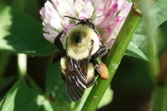 Bombus griseocollis