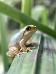 Hyla japonica