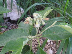 Solanum erianthum