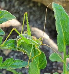 Odontura macphersoni