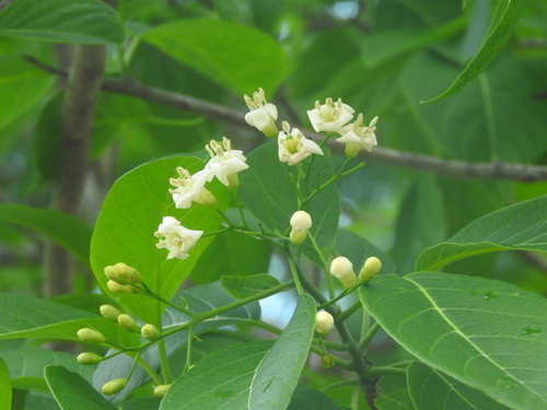 Bourreria pulchra (Bourreria pulchra)