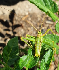 Odontura macphersoni