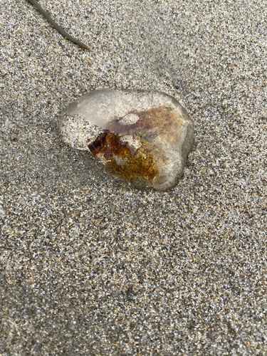 Atlantic Lion's Mane Jelly photographed in New Hampshire