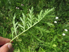 Artemisia armeniaca