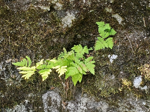 Oak fern (Gymnocarpium dryopteris)